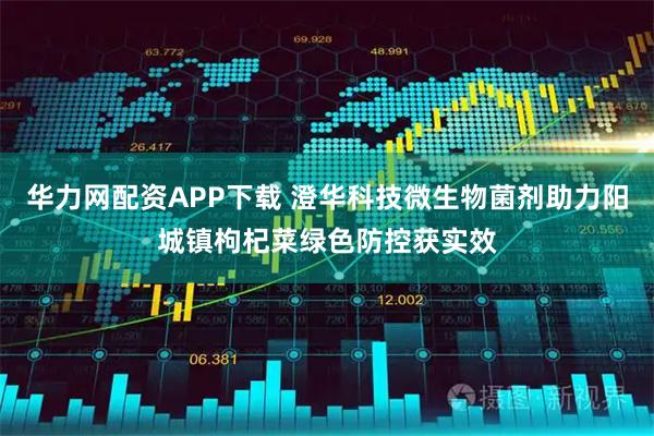 华力网配资APP下载 澄华科技微生物菌剂助力阳城镇枸杞菜绿色防控获实效